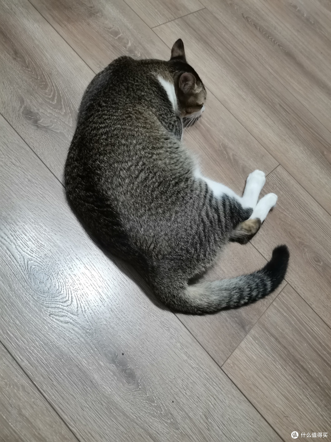 囤的猪掌门午餐肉一片一片掉进我碗里