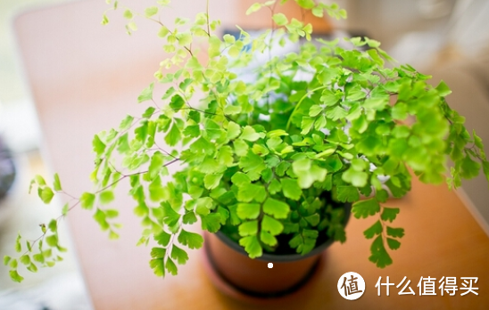 “细菌”最怕的3种花,再不喜欢也要养一盆,清新空气又养眼