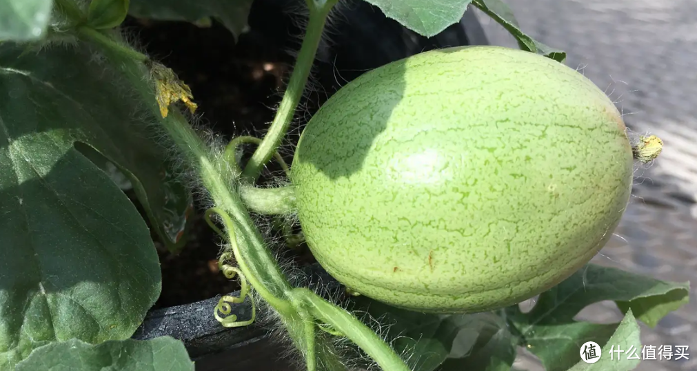 西瓜培育史——吃瓜群众夏天的消暑良药