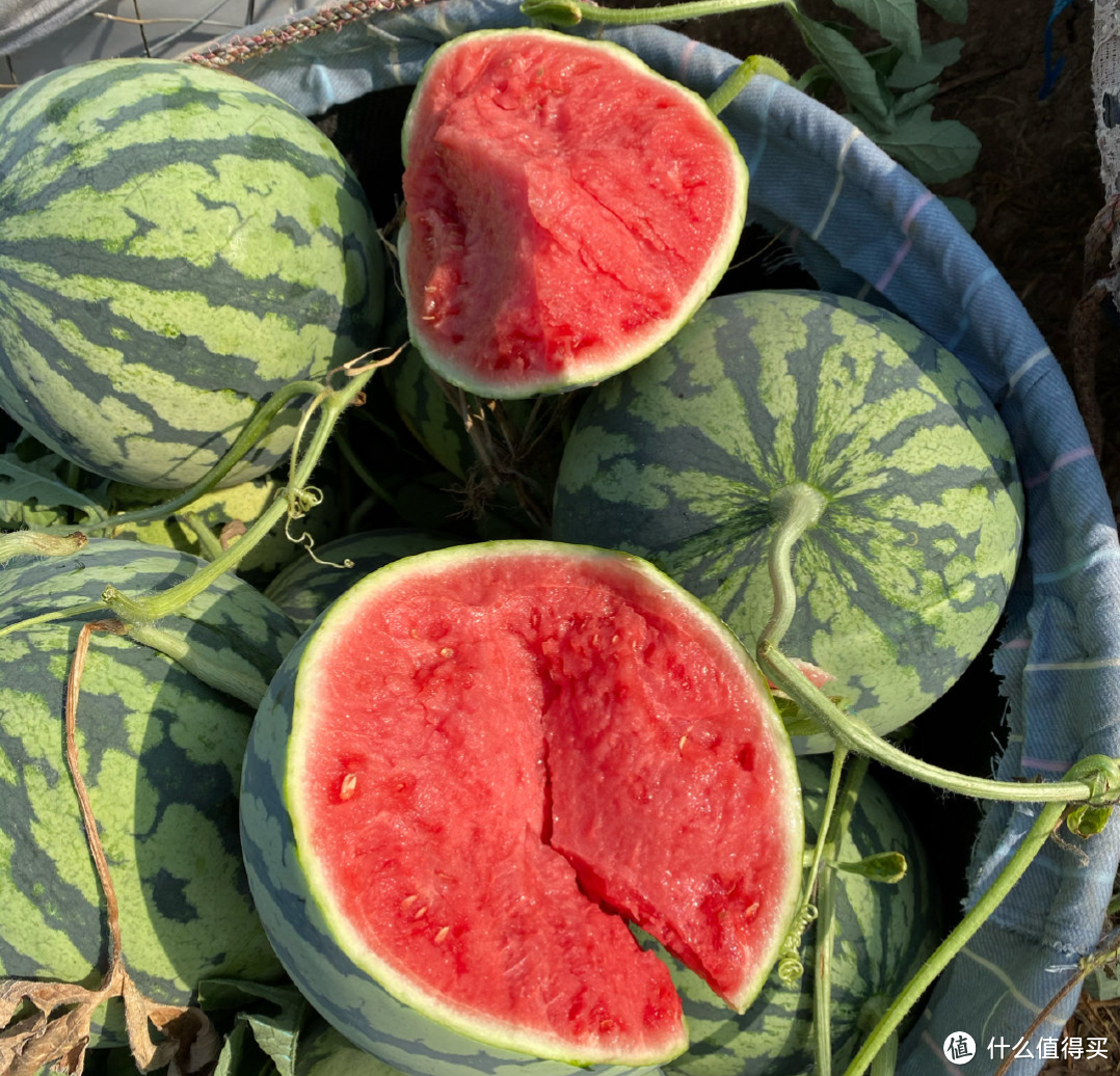 西瓜培育史——吃瓜群众夏天的消暑良药