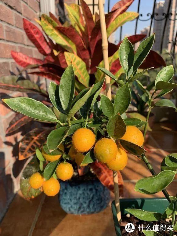 3种“水果”种阳台，颜色漂亮赏心悦目，非常好养，一盆挂好多果