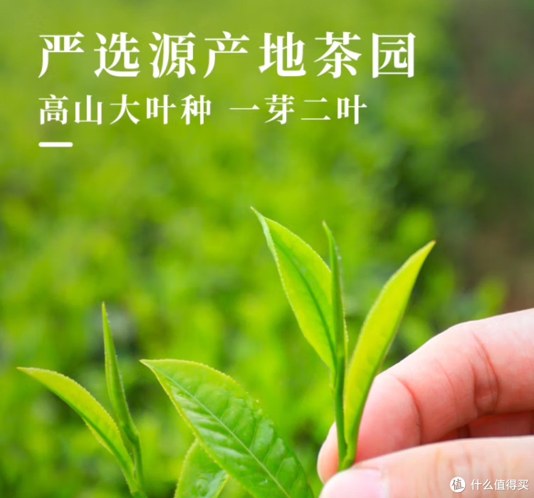 夏喝绿茶之滇绿，一个被普洱掩盖的绿茶，一款优秀的口粮绿茶