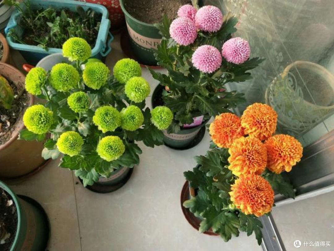 养花时选环境有讲究,靠嘴说可不行,掌握这7个原则,才能养好花