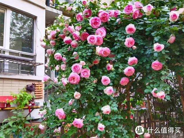 6种花要“贱养”，各种方法“虐”一下，反而生长旺、花多多