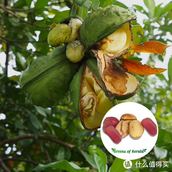 测评四款小众饮品,唤醒夏日的平淡味蕾,格瓦斯、烧仙草、玉米汁、马来西亚可乐等