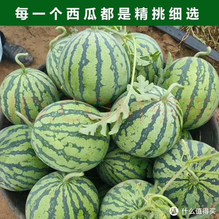 夏日美好时光,吃西瓜啦