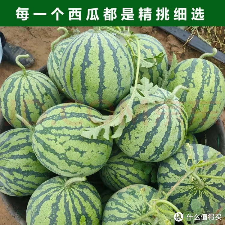 夏日美好时光，吃西瓜啦