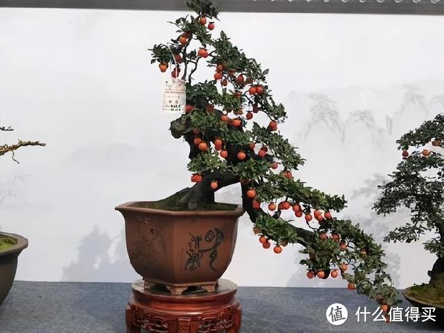 金弹子已不能“独树一帜”?原来是挂果难度大,7招提升座果率