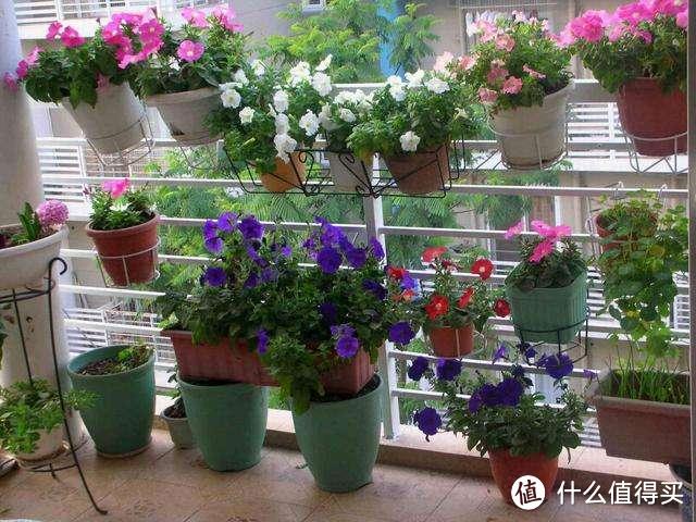 3种喜阴花，养在北阳台，少晒太阳少管它，也能变成“阳台花园”