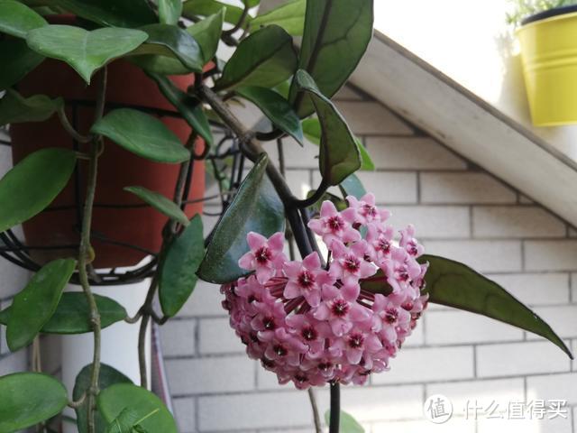 3种喜阴花，养在北阳台，少晒太阳少管它，也能变成“阳台花园”