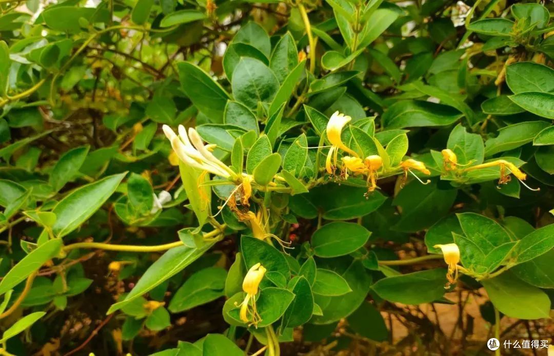 适合老人养的3种花,家里养一盆,好看又能净化空气