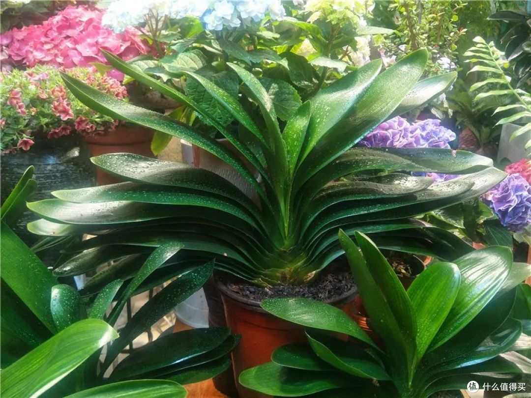 适合老人养的3种花,家里养一盆,好看又能净化空气