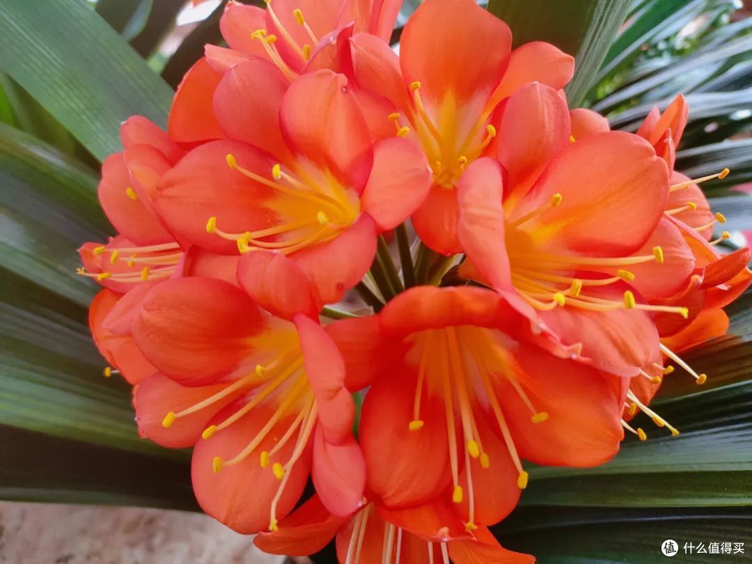 适合老人养的3种花,家里养一盆,好看又能净化空气