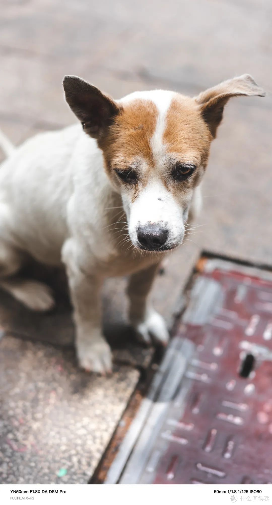 “首富”！YN50mm F1.8X DA DSM Pro体验测评