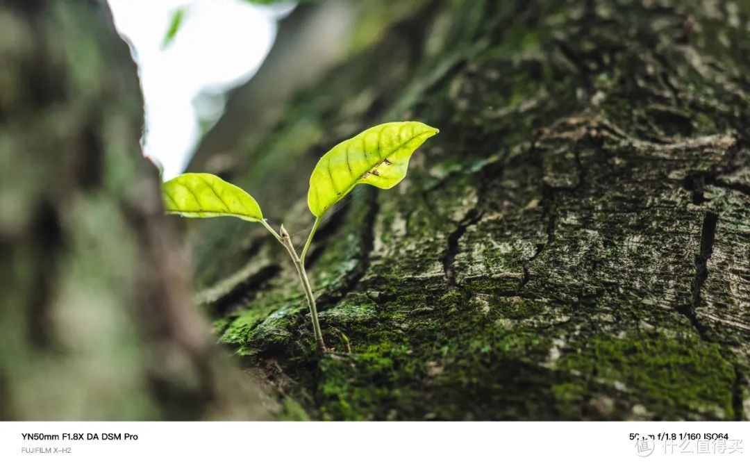 “首富”！YN50mm F1.8X DA DSM Pro体验测评