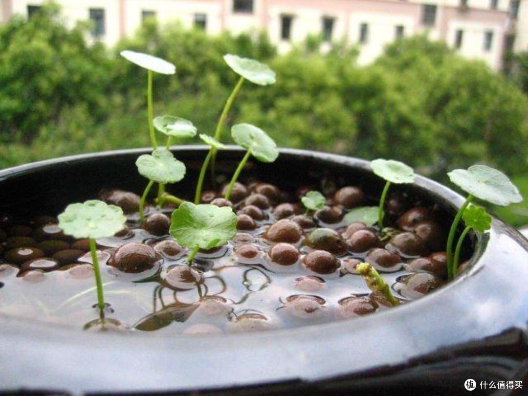 10种花喜欢下雨天,碰到小雨往外丢,多淋雨生长才旺盛
