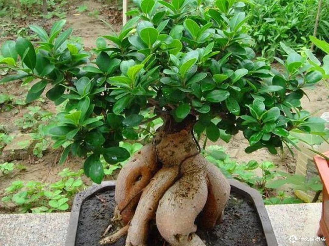 10种花喜欢下雨天,碰到小雨往外丢,多淋雨生长才旺盛