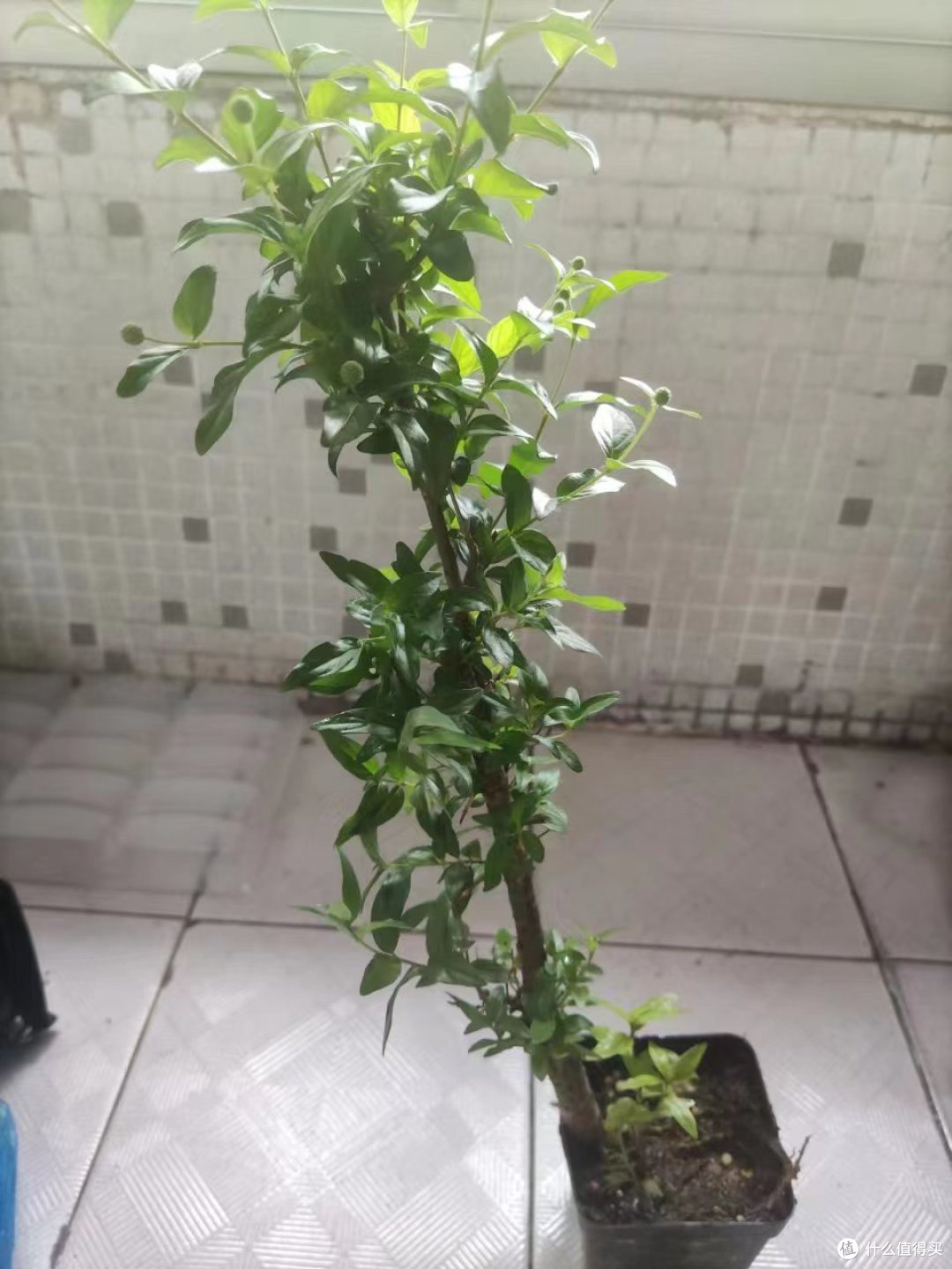 备受批评,但还是跟孩子一起重新做了一个新鱼缸3.0