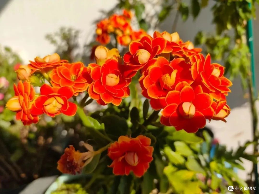 8月8日立秋后,养护长寿花要注意这几点,不然影响秋季开花