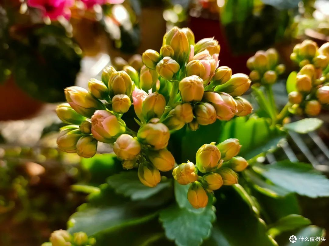 8月8日立秋后,养护长寿花要注意这几点,不然影响秋季开花