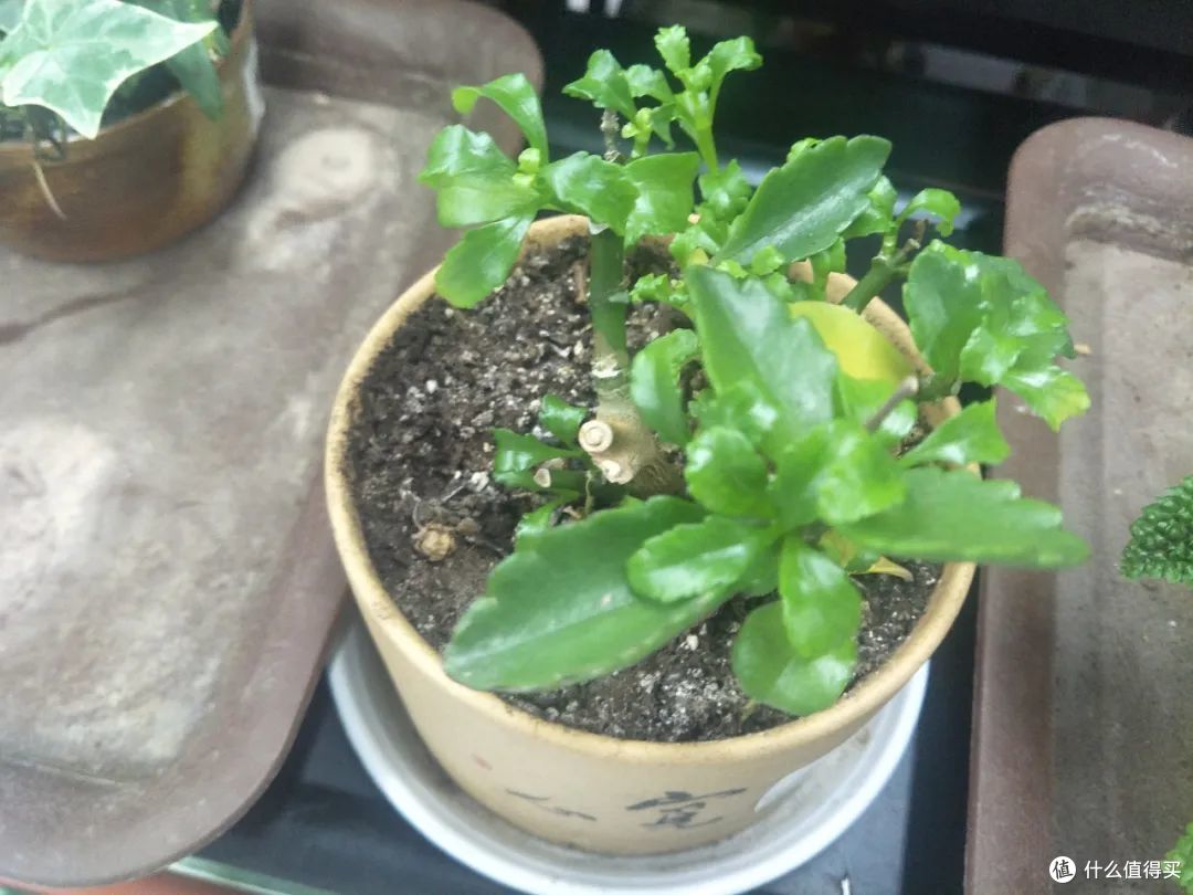 8月8日立秋后,养护长寿花要注意这几点,不然影响秋季开花