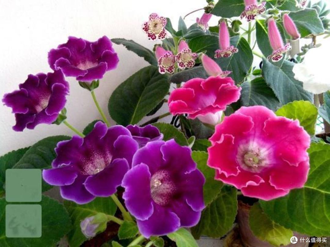 叶片不能多碰水,不然发黄、枯萎?这7种花就这样,严重还掉花苞