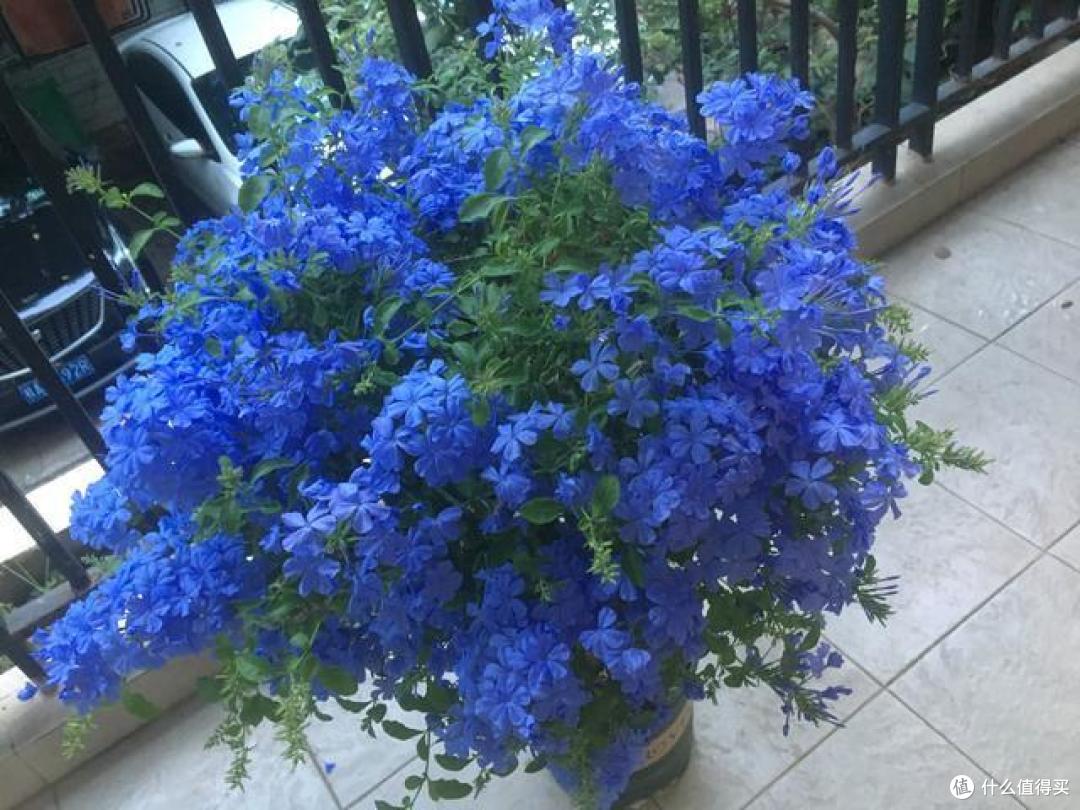 叶片不能多碰水,不然发黄、枯萎?这7种花就这样,严重还掉花苞