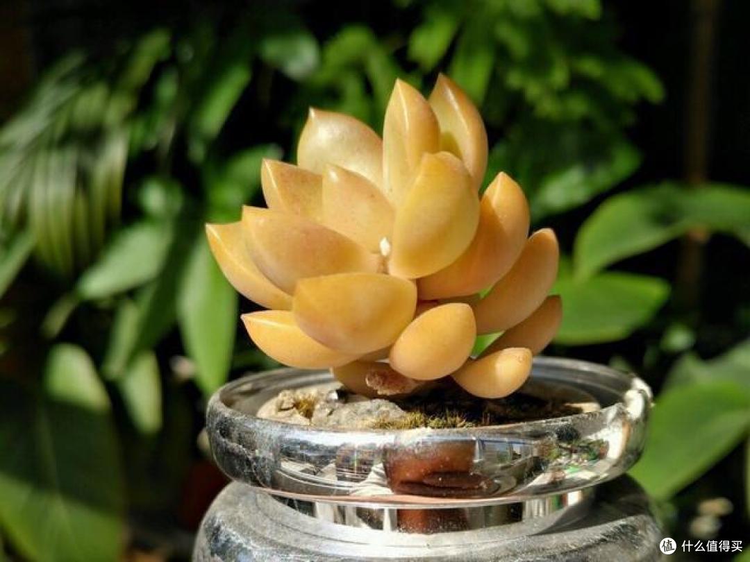 叶片不能多碰水,不然发黄、枯萎?这7种花就这样,严重还掉花苞