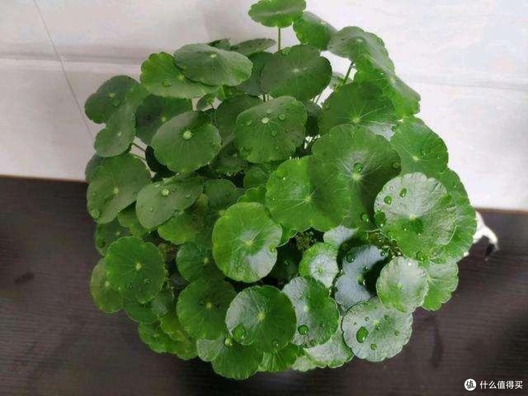 铜钱草的“蜕变”,17岁姑娘将它养在罐头里,抬头见笑脸,真治愈