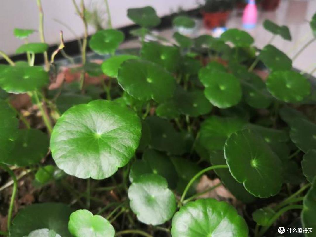 铜钱草的“蜕变”,17岁姑娘将它养在罐头里,抬头见笑脸,真治愈