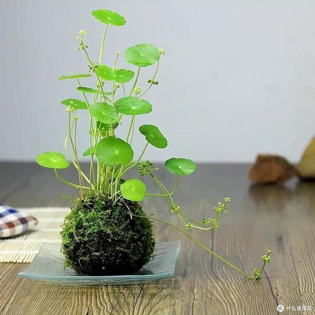 铜钱草的“蜕变”,17岁姑娘将它养在罐头里,抬头见笑脸,真治愈