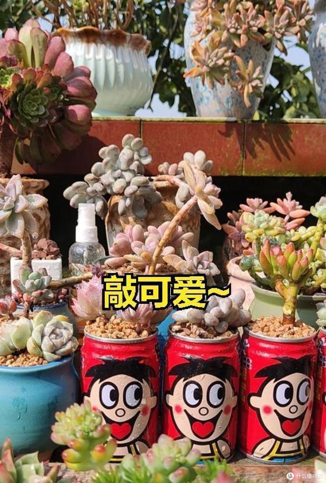 铜钱草的“蜕变”,17岁姑娘将它养在罐头里,抬头见笑脸,真治愈