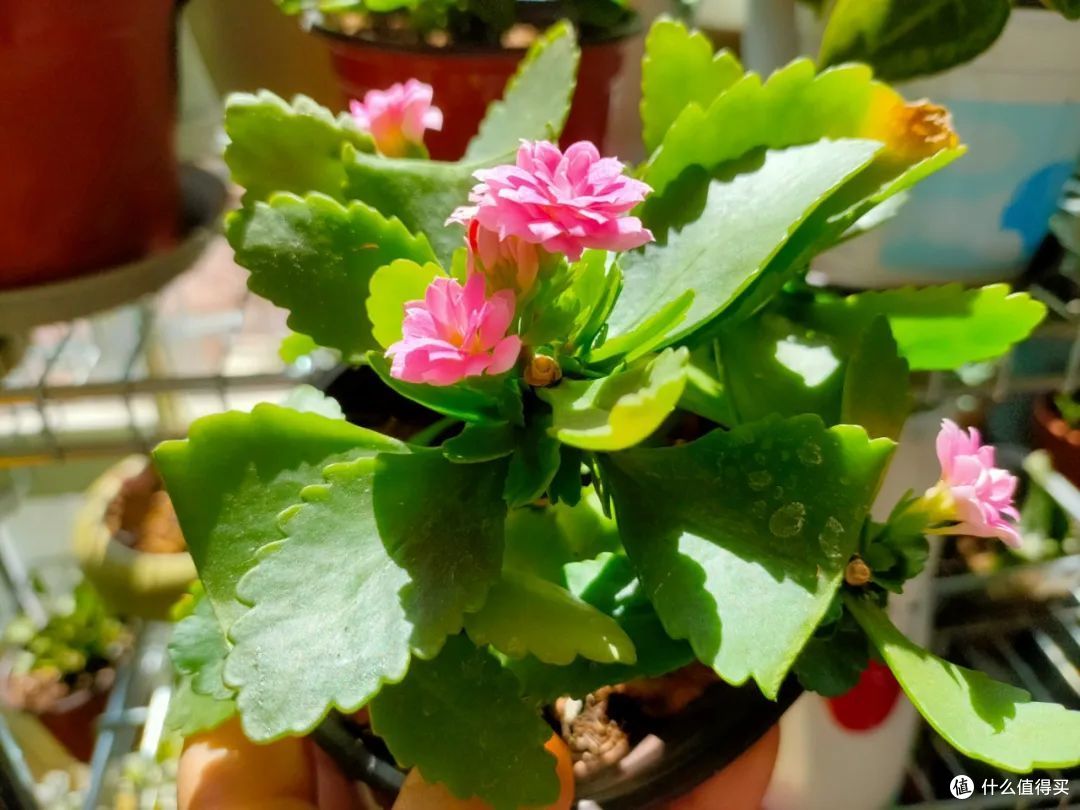 想让长寿花开花多，花色艳，秋季养护是关键！