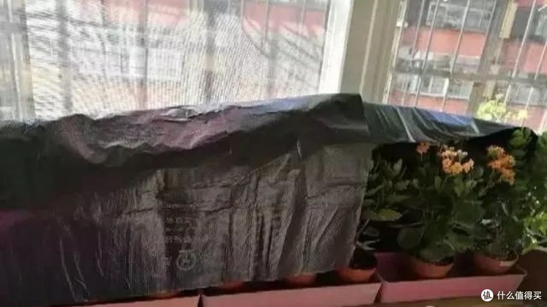 想让长寿花开花多，花色艳，秋季养护是关键！