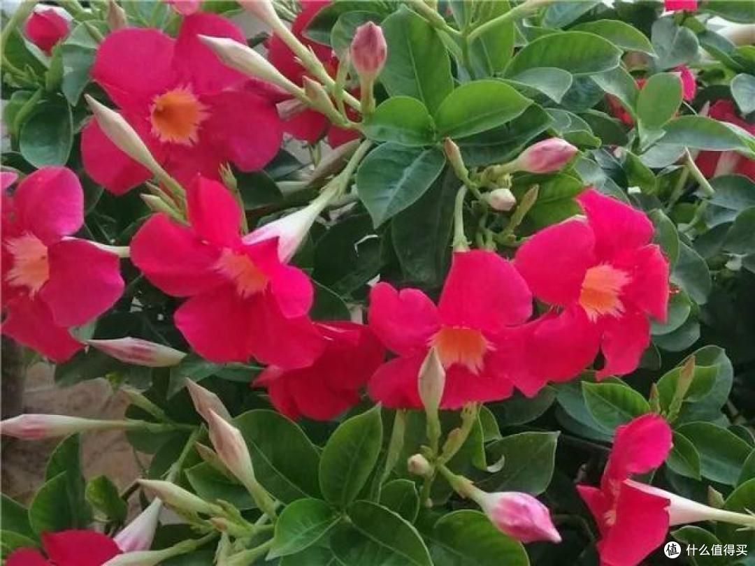 5种“耐热花”,不怕太阳多浇水,多晒晒,才能开满“火焰花”