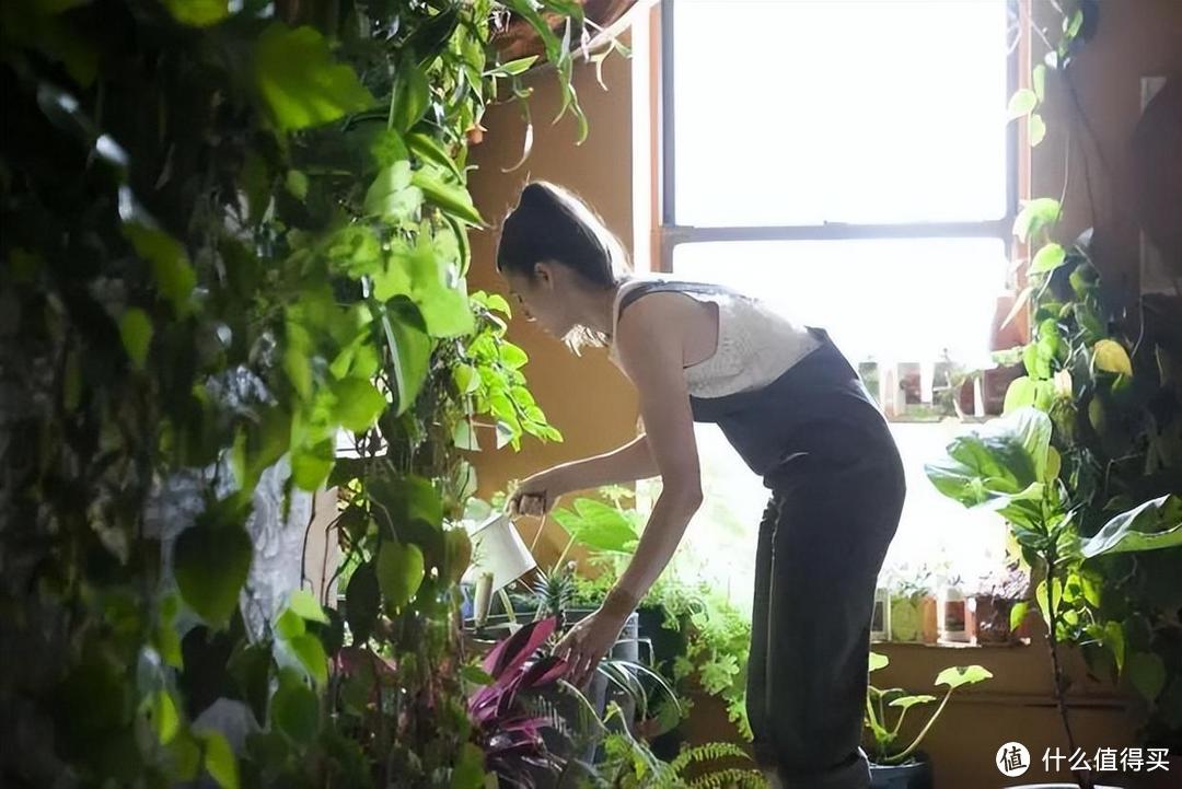 33岁小姐姐，花12年时间，在家里摆满600盆植物，拍给大家看看