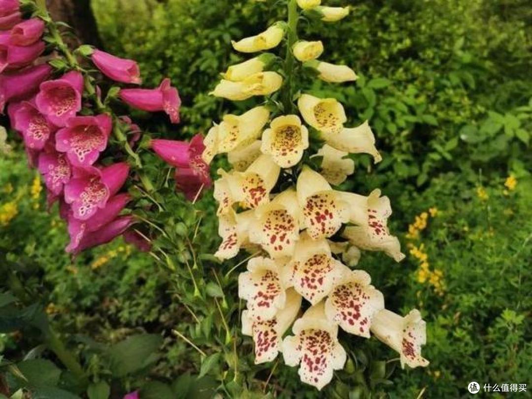 植物界有名的6种“花美人”,谁见了都会动心,容易养“上瘾”