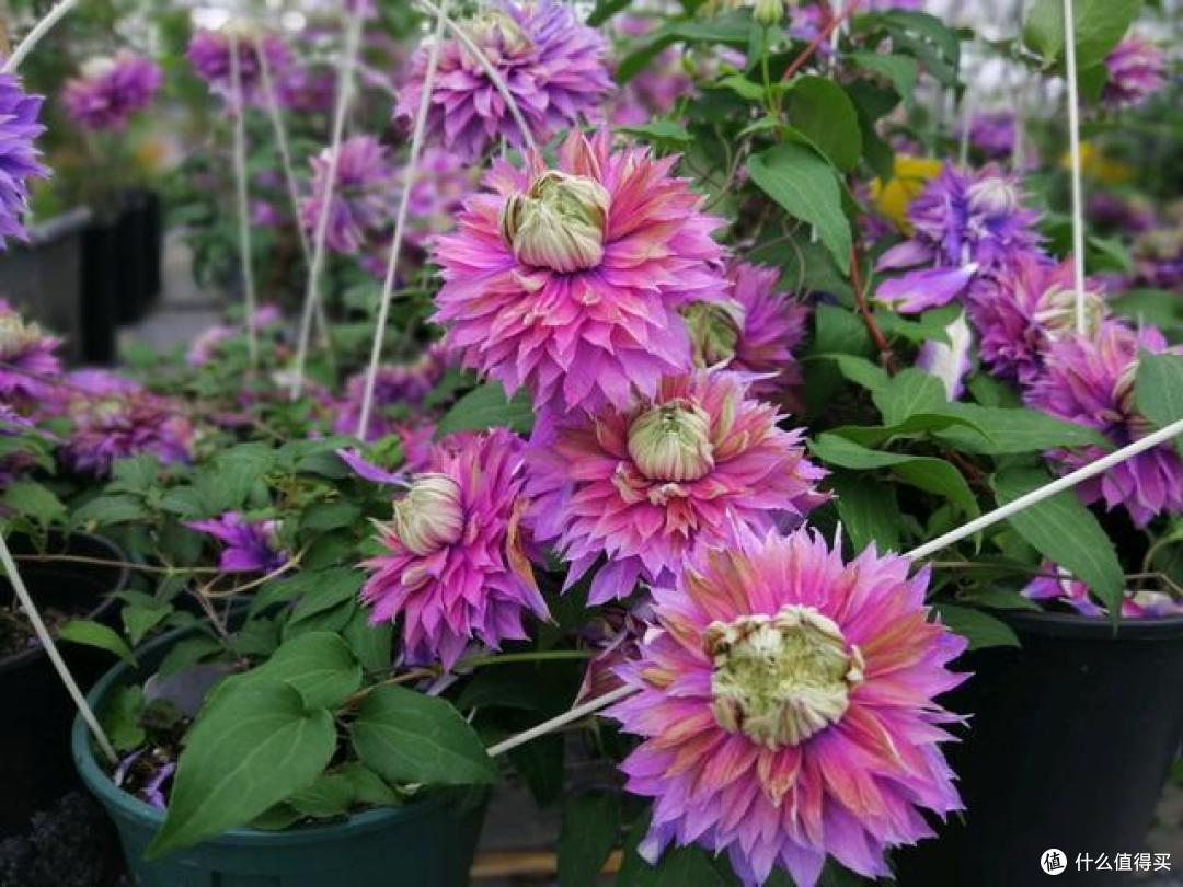 植物界有名的6种“花美人”,谁见了都会动心,容易养“上瘾”