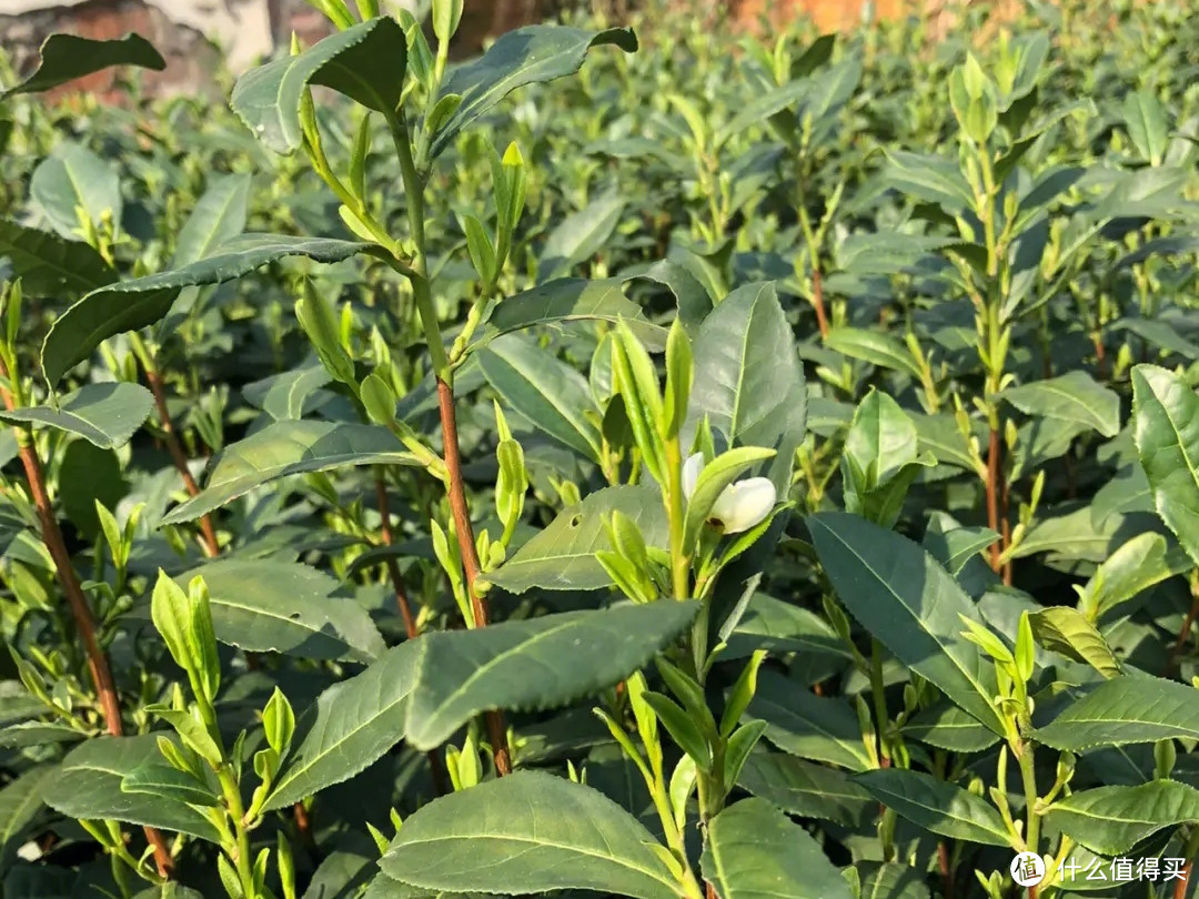 谈谈普洱茶生茶的划分分类，真不好划分