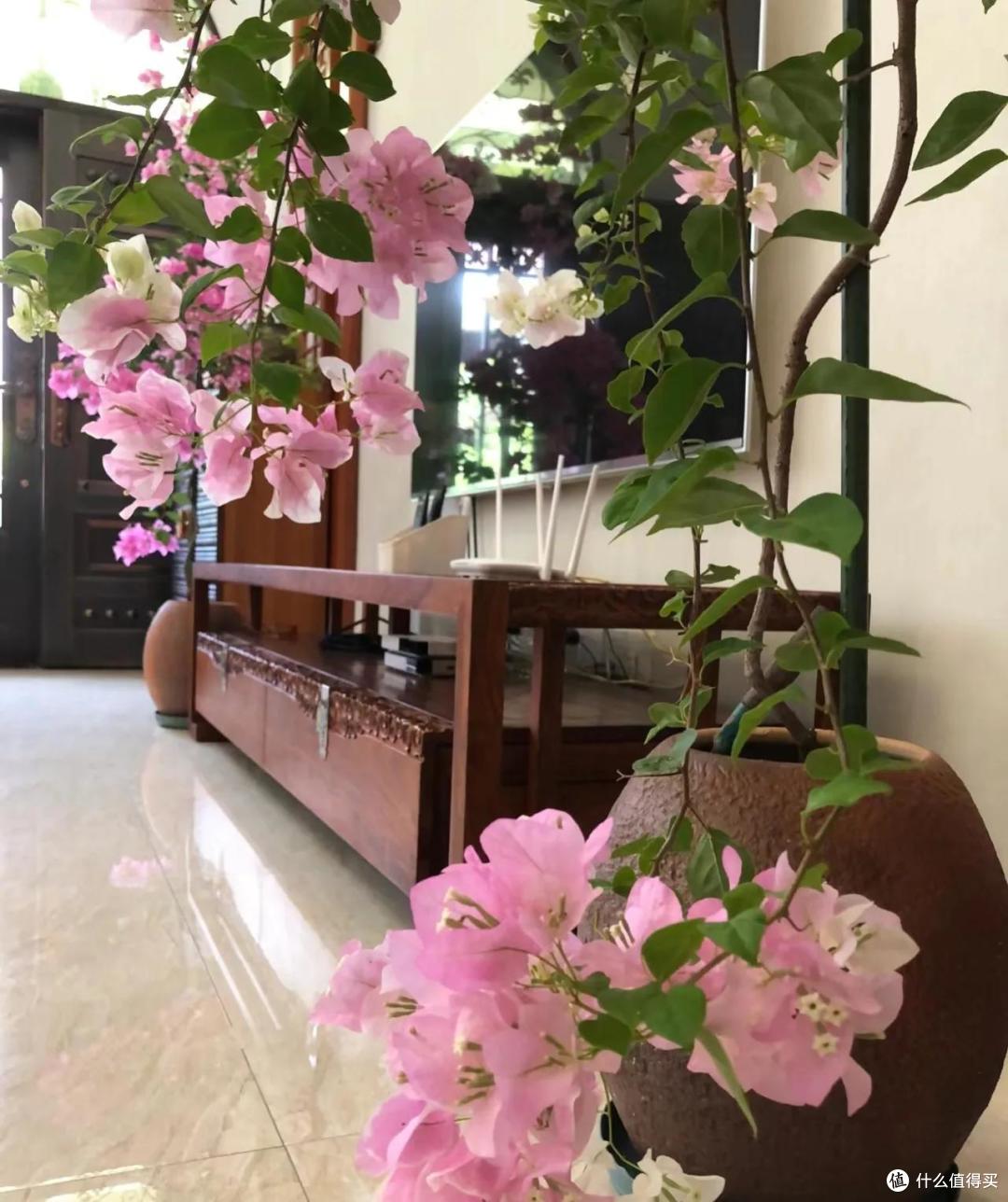福建一女子的“三角梅客厅”,那叫一个“高雅”,太治愈了!