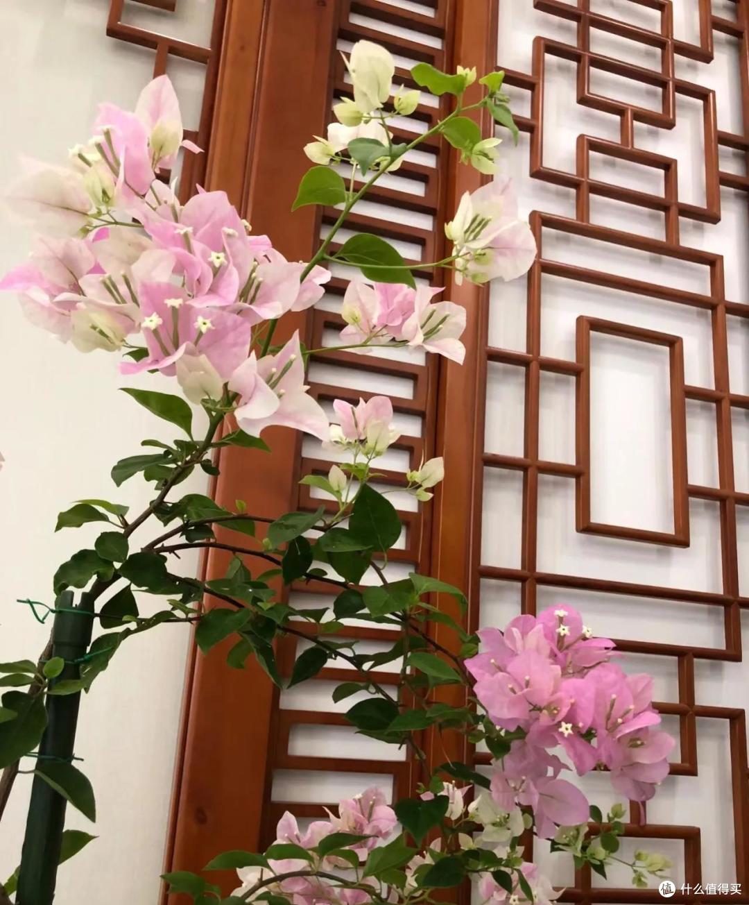 福建一女子的“三角梅客厅”,那叫一个“高雅”,太治愈了!