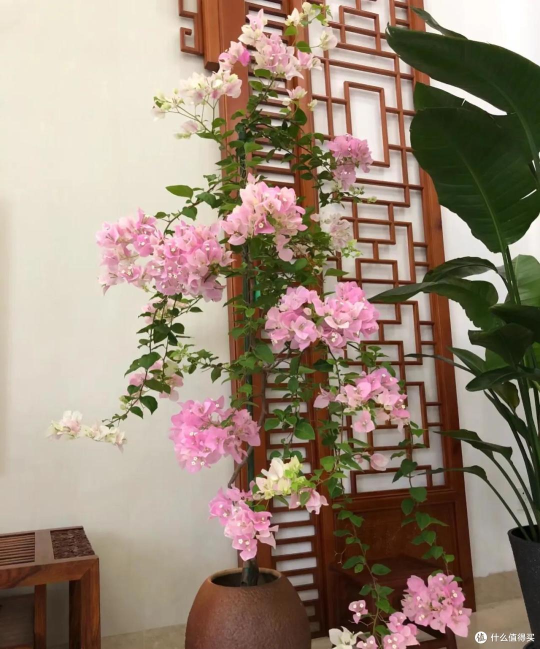 福建一女子的“三角梅客厅”,那叫一个“高雅”,太治愈了!