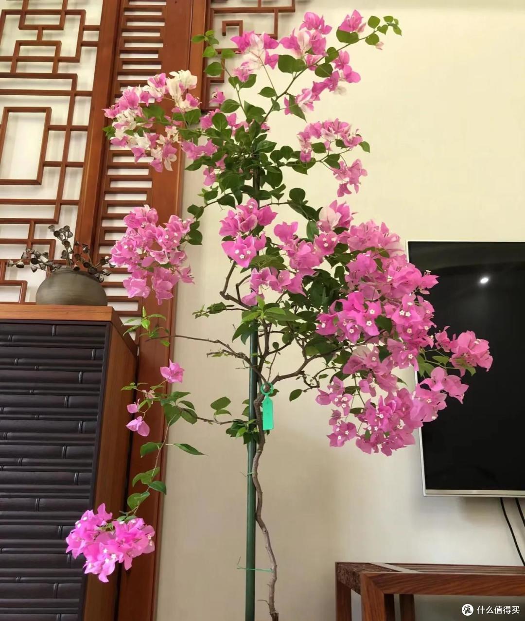 福建一女子的“三角梅客厅”,那叫一个“高雅”,太治愈了!