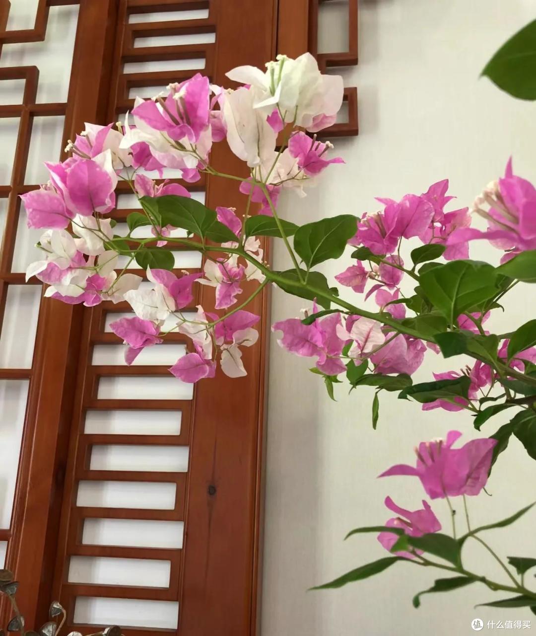 福建一女子的“三角梅客厅”,那叫一个“高雅”,太治愈了!