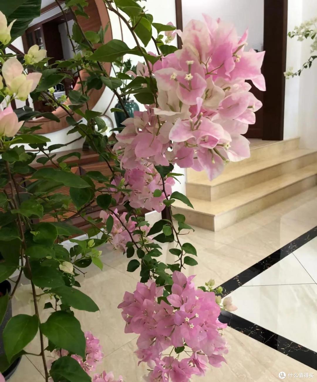 福建一女子的“三角梅客厅”,那叫一个“高雅”,太治愈了!