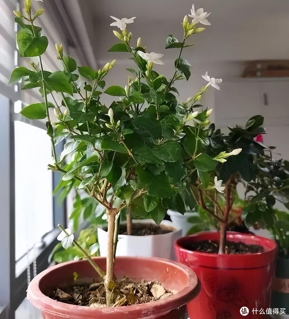 养茉莉花，做到“2点”，开花一茬茬，株型美花朵香，年年盛开