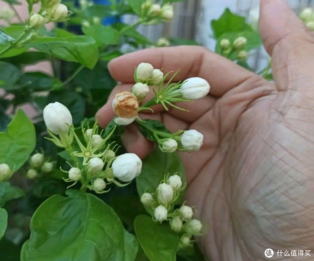 养茉莉花，做到“2点”，开花一茬茬，株型美花朵香，年年盛开