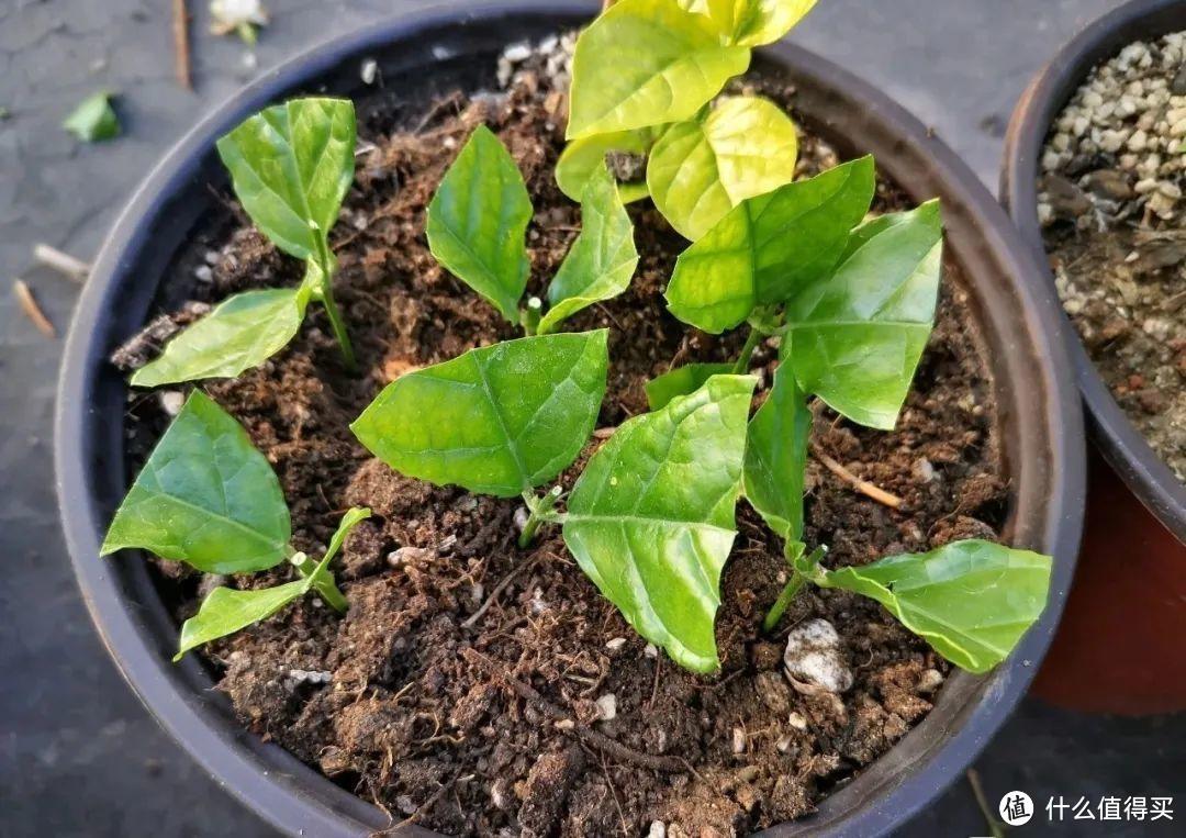 养茉莉花，做到“2点”，开花一茬茬，株型美花朵香，年年盛开