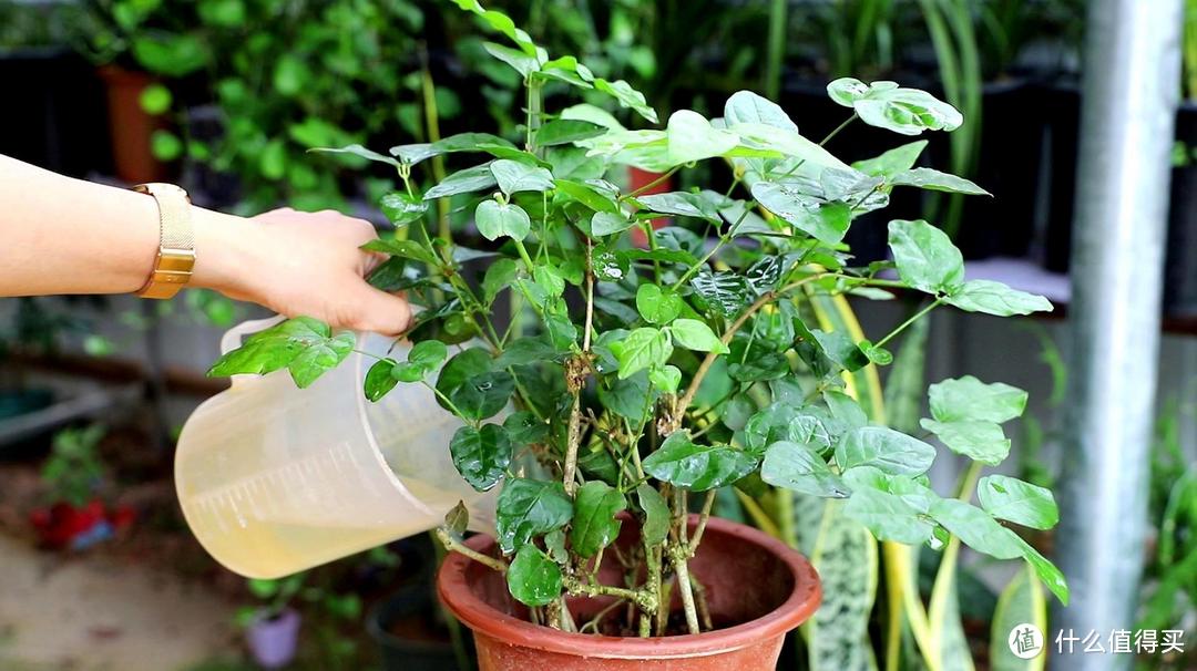 养茉莉花，做到“2点”，开花一茬茬，株型美花朵香，年年盛开