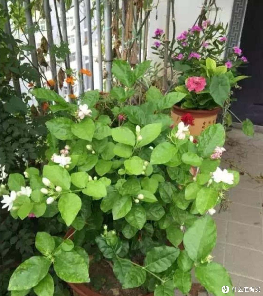 养茉莉花，做到“2点”，开花一茬茬，株型美花朵香，年年盛开